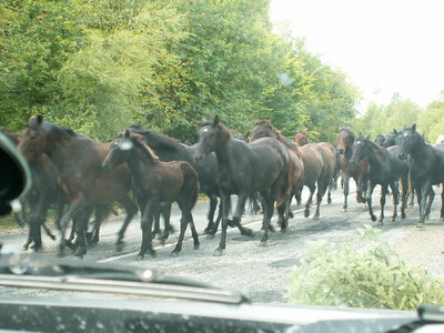 PICT0030.JPG